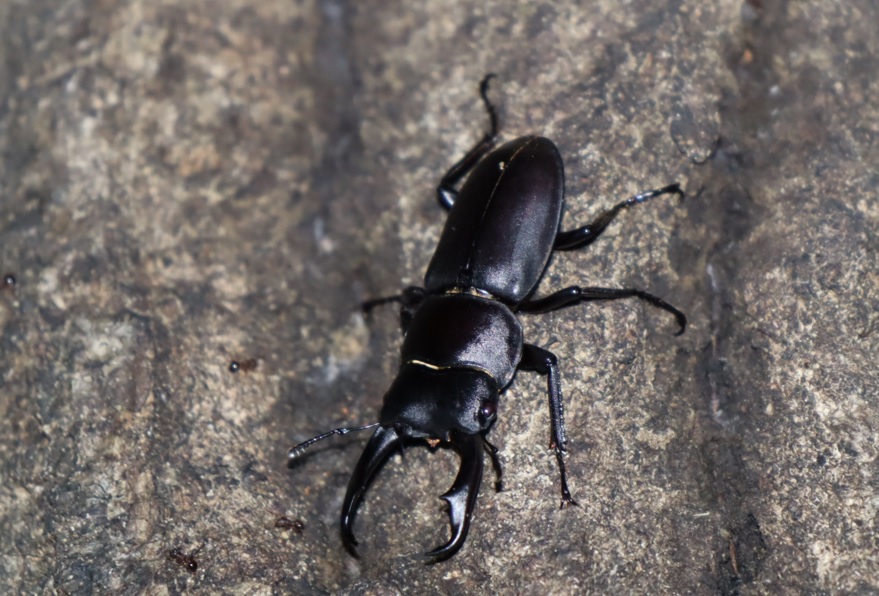 コクワガタ♂_凄いコナラ_2023年6月13日20時15分 気温22.1度